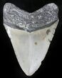 Bargain Megalodon Tooth - North Carolina #26015-1